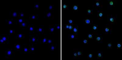 Immunocytochemistry/ Immunofluorescence: Spi2A Antibody (MoFo 29.2) [NB100-74541]
