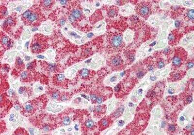 Immunohistochemistry-Paraffin: Spinesin Antibody [NB100-896]