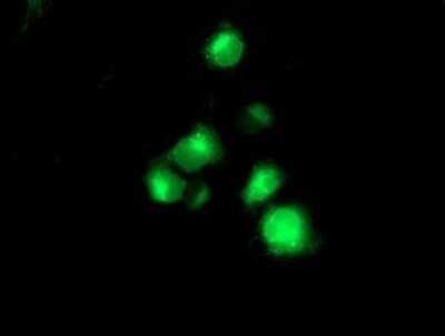 Immunocytochemistry/ Immunofluorescence: Spinesin Antibody (OTI4A11) - Azide and BSA Free [NBP2-74333]