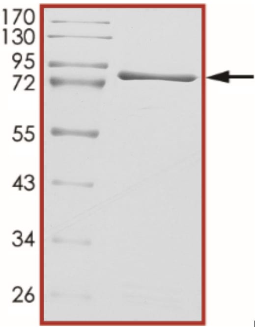 Recombinant Human Active Src Protein SDS-PAGE