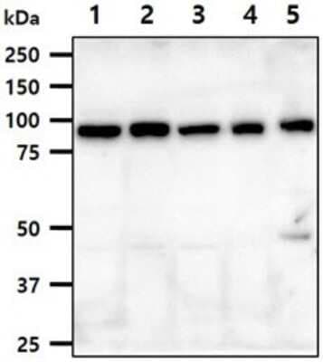 Western Blot: Ssu72 Antibody (45E2)BSA Free [NBP2-60233]