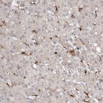 Immunohistochemistry-Paraffin: Stabilin-2 Antibody [NBP1-84197]