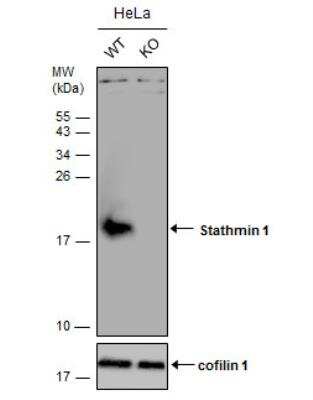 Knockout Validated: Stathmin 1 Antibody [NBP1-30883]