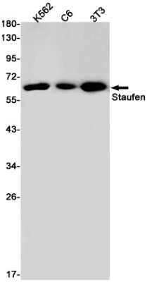 Western Blot: Staufen Antibody (S03-3G2) [NBP3-14978]