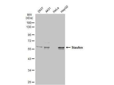 Western Blot: Staufen Antibody [NBP1-33202]