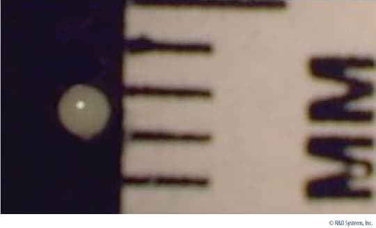 MSCs Differentiated into Chondrocytes form Characteristic Cell Pellets.