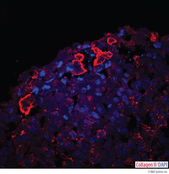 Detection of Collagen II in a Mouse MSC-differentiated Chondrogenic Pellet Section.