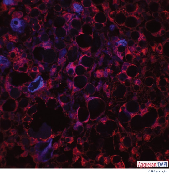 Detection of Aggrecan in a Rat MSC-differentiated Chondrogenic Pellet Section.