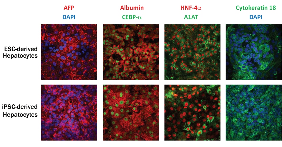 Human Induced Pluripotent Stem Cells Express TRA-1-81.