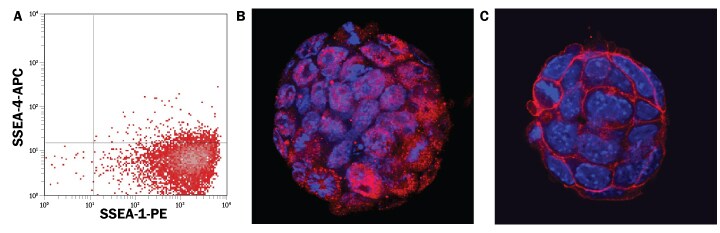 Embryonic Stem Cells Grown in Mouse Pluripotent Stem Cell Media Express Pluripotency Stem Cell Markers, SSEA-1, Oct-3/4, and Alkaline Phosphatase, and Lack SSEA-4.
