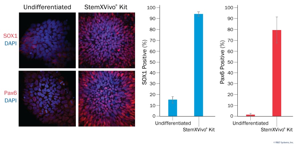 NPC Differentiation is Highly Efficient as Quantified Using High Content Imaging. 