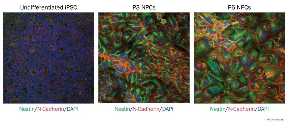 Kit-derived NPCs Maintain Neural Progenitor Cell Markers Over Multiple Passages. 