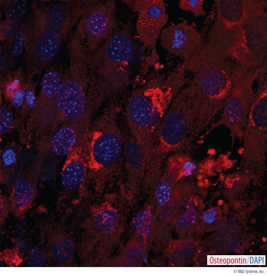 Detection of Osteopontin in Mouse MSC-differentiated Osteocytes.