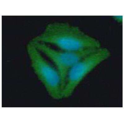 Immunocytochemistry/ Immunofluorescence: Stomatin Antibody (33F5) - BSA Free [NBP2-42660]