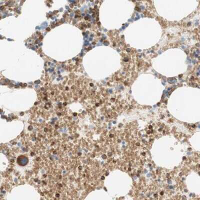 Immunohistochemistry-Paraffin: Stomatin Antibody [NBP1-88561]