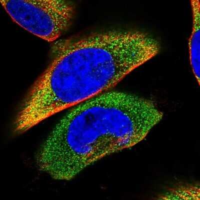 Immunocytochemistry/ Immunofluorescence: Stomatin-like protein 1 Antibody [NBP1-92455]