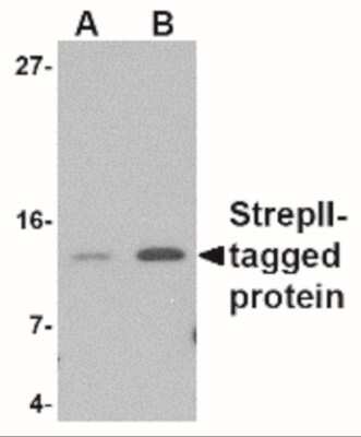 Western Blot: Strep II Tag AntibodyBSA Free [NBP2-41076]