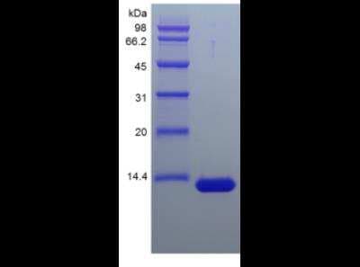 SDS-PAGE: Recombinant Streptavidin Protein [NBP2-35315]