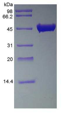SDS-PAGE: Recombinant Streptokinase Protein [NBP2-35313]