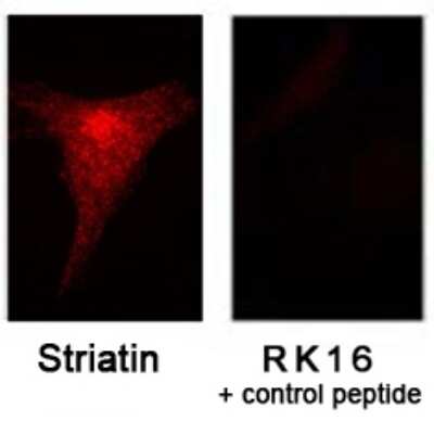 Immunocytochemistry/ Immunofluorescence: Striatin Antibody [NB110-74571]