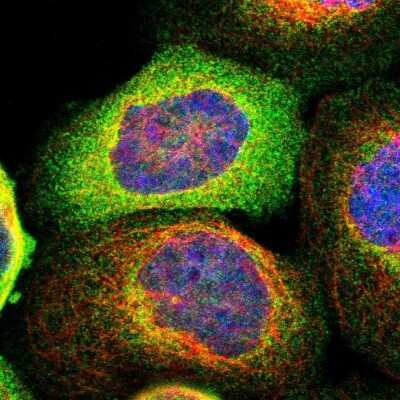 Immunocytochemistry/ Immunofluorescence: Striatin Antibody [NBP1-80762]