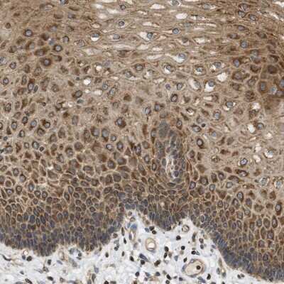 Immunohistochemistry-Paraffin: Striatin Antibody [NBP1-80762]