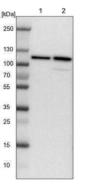 Western Blot: Striatin Antibody [NBP1-80762]