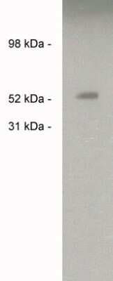 Western Blot: Sulfatase-2/SULF2 Antibody [NBP3-11910]