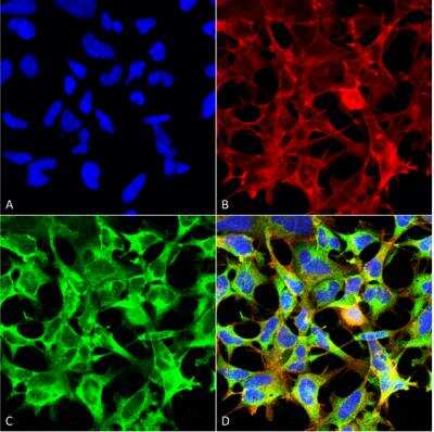 Immunocytochemistry/ Immunofluorescence: Sulfotyrosine Antibody (7C5) [NBP2-59384]