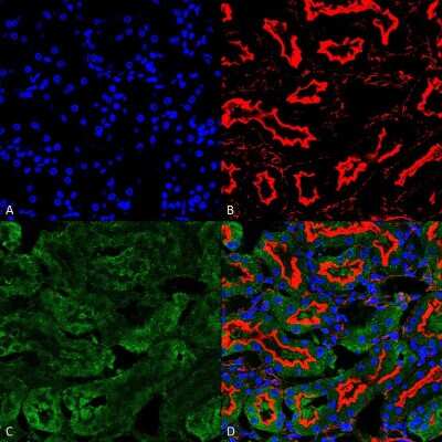 Immunohistochemistry: Sulfotyrosine Antibody (7C5) [NBP2-59384]