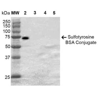 Western Blot: Sulfotyrosine Antibody (7C5) [NBP2-59384]