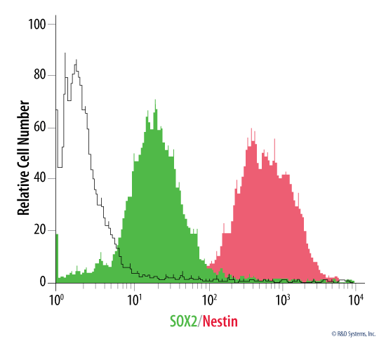Neural Progenitor Cells Expanded with N-2 Plus Media Supplement Express Nestin and SOX2.
