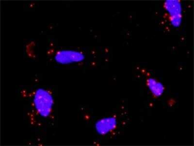 Proximity Ligation Assay: Suppressor of Fused Antibody [H00051684-D01P]