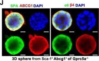 Immunocytochemistry/ Immunofluorescence: Surfactant Protein A Antibody [NBP2-12928]
