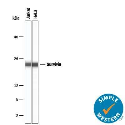 Simple Western: Survivin Antibody (1277A)BSA Free [NBP2-59503]