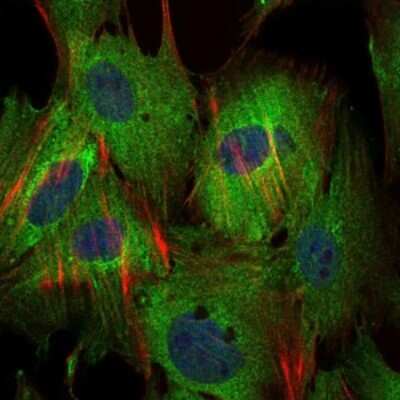Immunocytochemistry/ Immunofluorescence: Survivin Antibody (1H5) - BSA Free [NBP2-22188]