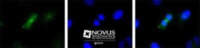 Immunocytochemistry/ Immunofluorescence: Survivin Antibody (60.11) - BSA Free [NB500-238]