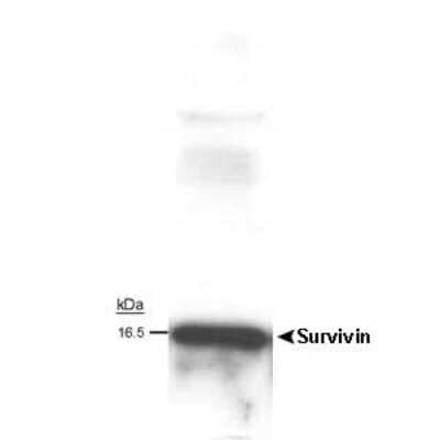 Western Blot: Survivin Antibody (60.11)Unpurified [NB500-205]