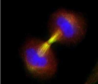 Immunocytochemistry/ Immunofluorescence: Survivin Antibody - BSA Free [NB500-201]