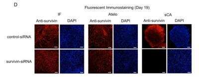 Knockdown Validated: Survivin Antibody - BSA Free [NB500-201]