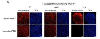 Knockdown Validated: Survivin Antibody Pack [NB100-911]