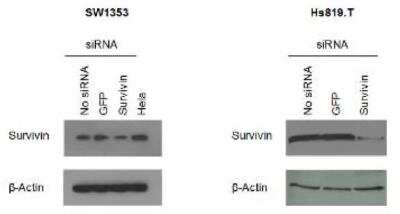 Knockdown Validated: Survivin Antibody Pack [NB100-911]