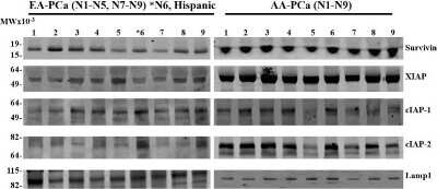 Western Blot: Survivin Antibody [NB100-56167]