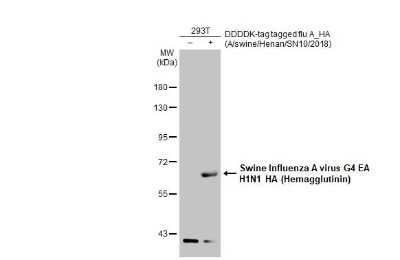 Western Blot: Swine Influenza A G4 EA H1N1 Hemagglutinin Antibody [NBP3-13480]