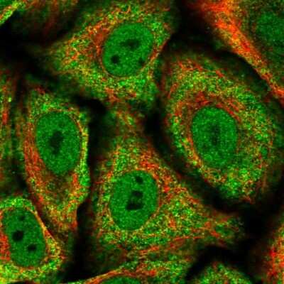 Immunocytochemistry/ Immunofluorescence: Symplekin Antibody [NBP2-59014]