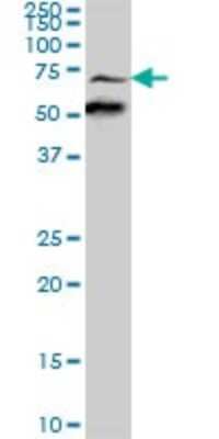 Western Blot: Synapsin 3 Antibody [H00008224-B01P]