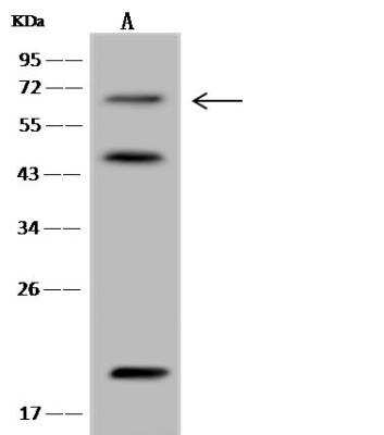 Western Blot: Synapsin 3 Antibody [NBP2-98603]