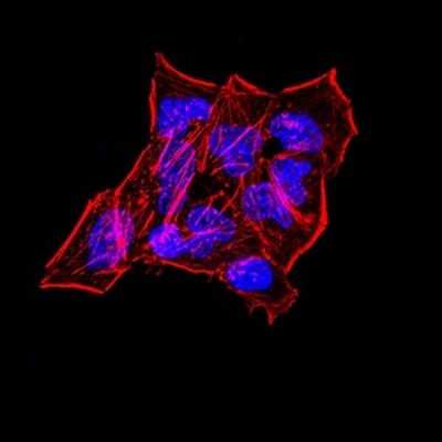 Immunocytochemistry/ Immunofluorescence: Synapsin I Antibody (7B1D9) - BSA Free [NBP2-61894]