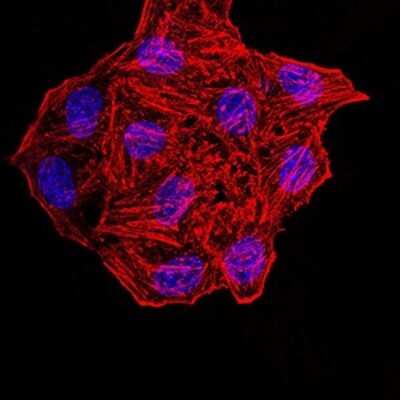 Immunocytochemistry/ Immunofluorescence: Synapsin I Antibody (7B1D9) - BSA Free [NBP2-61894]