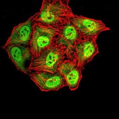 Immunocytochemistry/ Immunofluorescence: Synapsin I Antibody (7B1D9) - BSA Free [NBP2-61894]